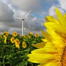 Le Conseil constitutionnel à la recherche de l&rsquo;effet utile de l&rsquo;article 7 de la Charte de l&rsquo;environnement