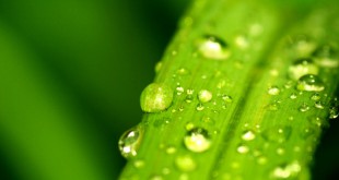 environnement le petit juriste